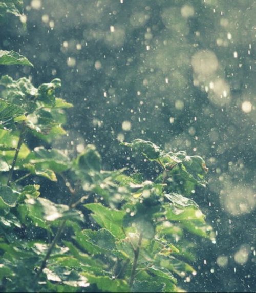 梅雨時も着物でおしゃれ 雨に負けないアイテムあります 奈良生駒 帯ときものやまぐちです 帯ときもの やまぐち 洗練された上質な着物 振袖専門店